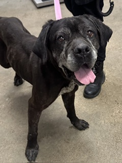 Shelter Stray Female Dog last seen Cleveland, OH 44103, Cleveland, OH 44102