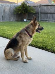 Found/Stray Male Dog last seen Acapulco estaurant on saratoga, Corpus Christi, TX 78414