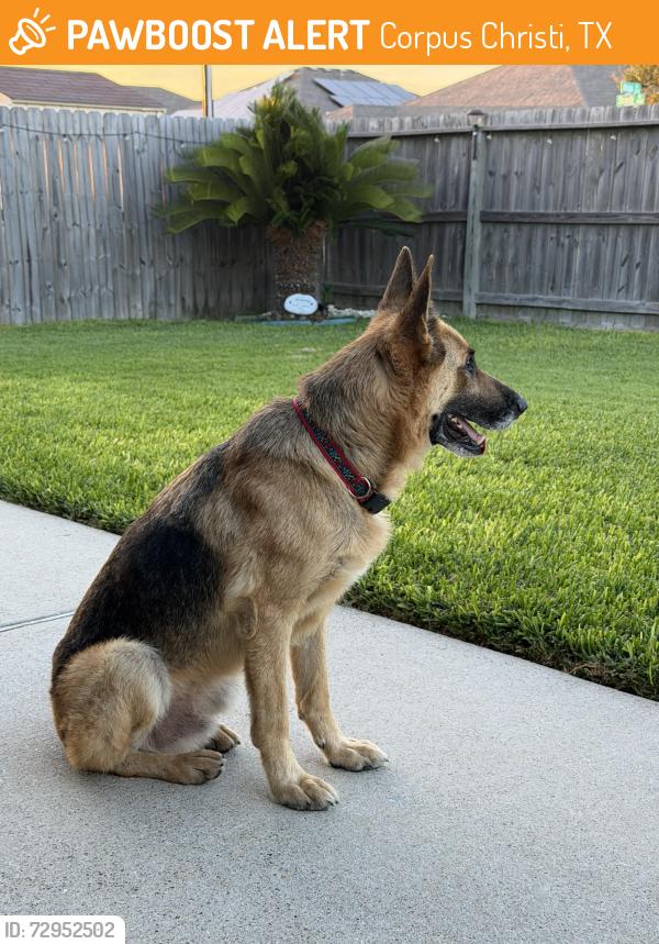 Found/Stray Male Dog last seen Acapulco estaurant on saratoga, Corpus Christi, TX 78414
