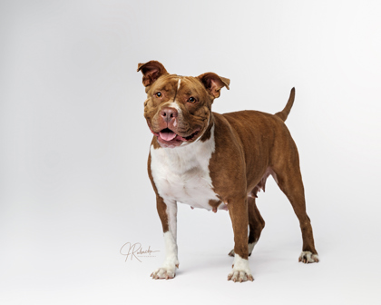 Shelter Stray Female Dog last seen Inverness, FL 34450, Inverness, FL 34450