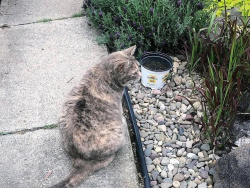 Lost Female Cat last seen Arnold alley behind Lehman st 50-100 block, Lebanon, PA 17046