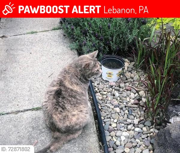 Lost Female Cat last seen Arnold alley behind Lehman st 50-100 block, Lebanon, PA 17046
