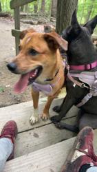 Lost Male Dog last seen Brown st right before the bridge, Akron, OH 44301