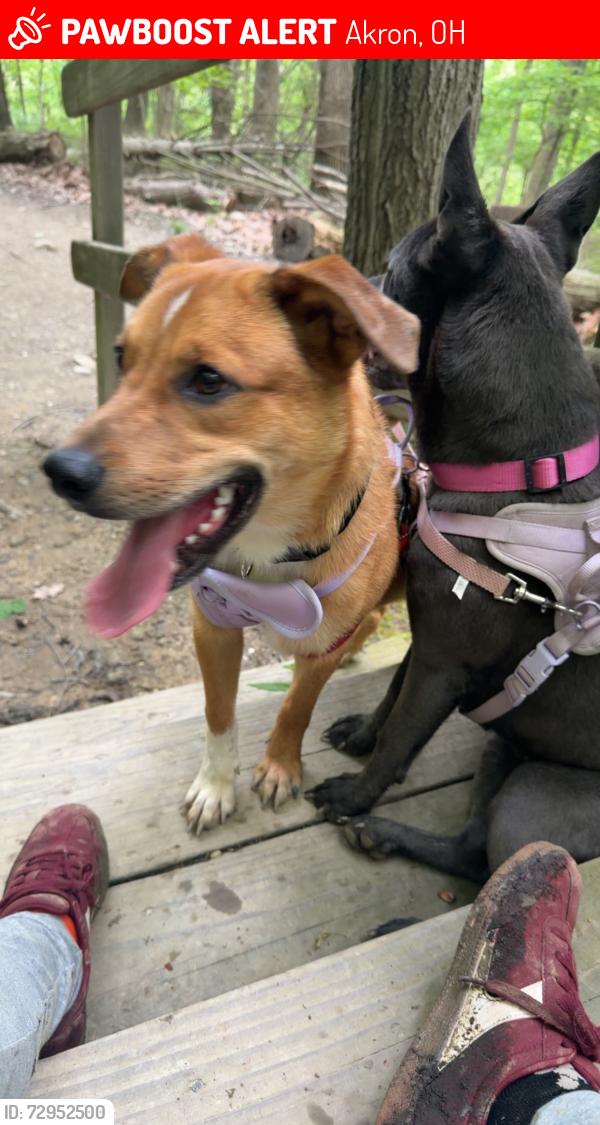 Lost Male Dog last seen Brown st right before the bridge, Akron, OH 44301