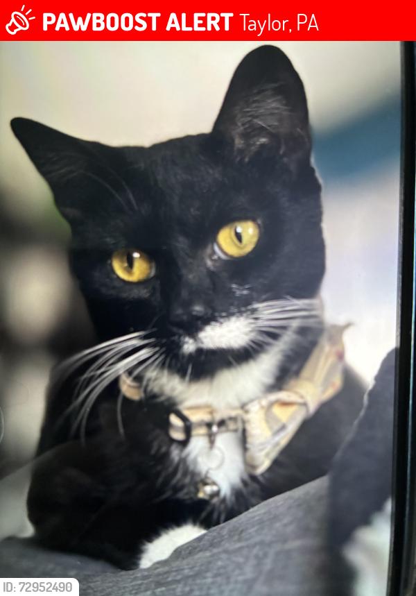 Lost Male Cat last seen Main and church st near taylor deli, Taylor, PA 18517