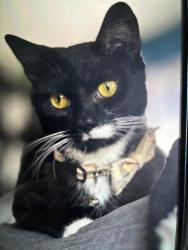 Lost Male Cat last seen Main and church st near taylor deli, Taylor, PA 18517