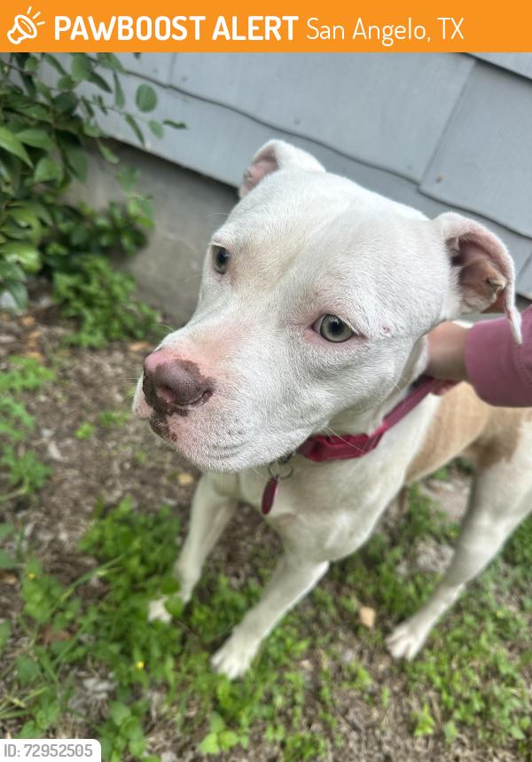 Found/Stray Female Dog last seen North st, San Angelo, TX 76901