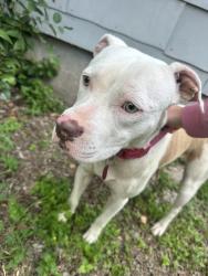 Found/Stray Female Dog last seen North st, San Angelo, TX 76901