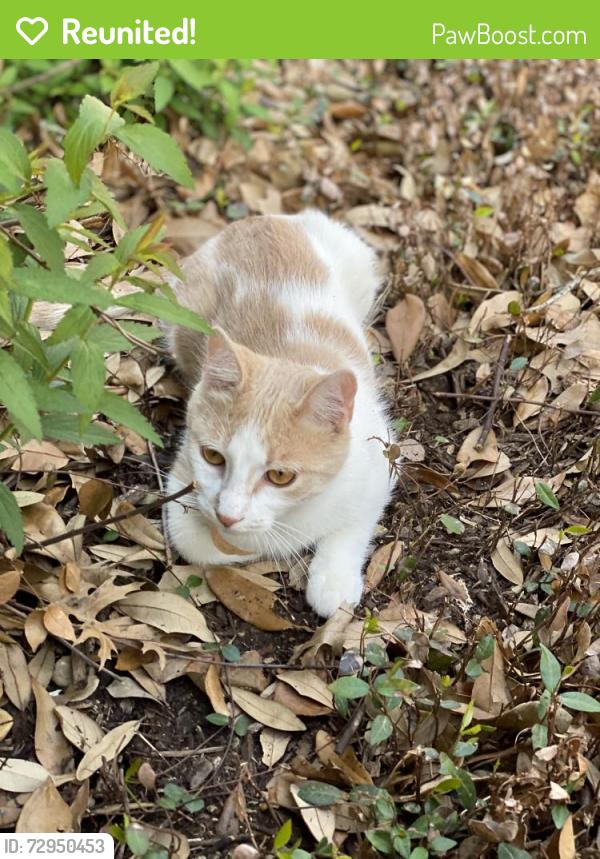 Reunited Male Cat last seen Wellington, Flower Mound, TX 75022
