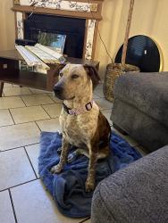 Found/Stray Female Dog last seen Near , Fort Worth, TX 76131