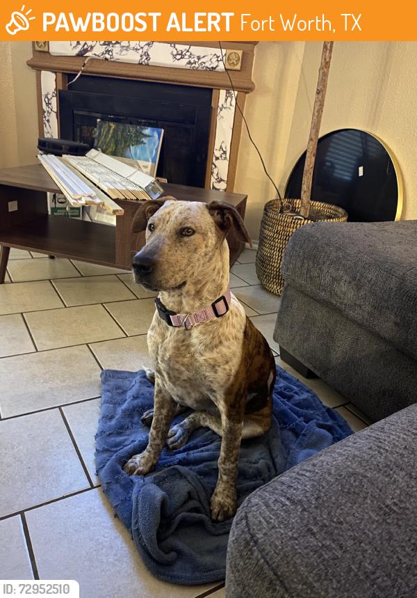 Found/Stray Female Dog last seen Near , Fort Worth, TX 76131