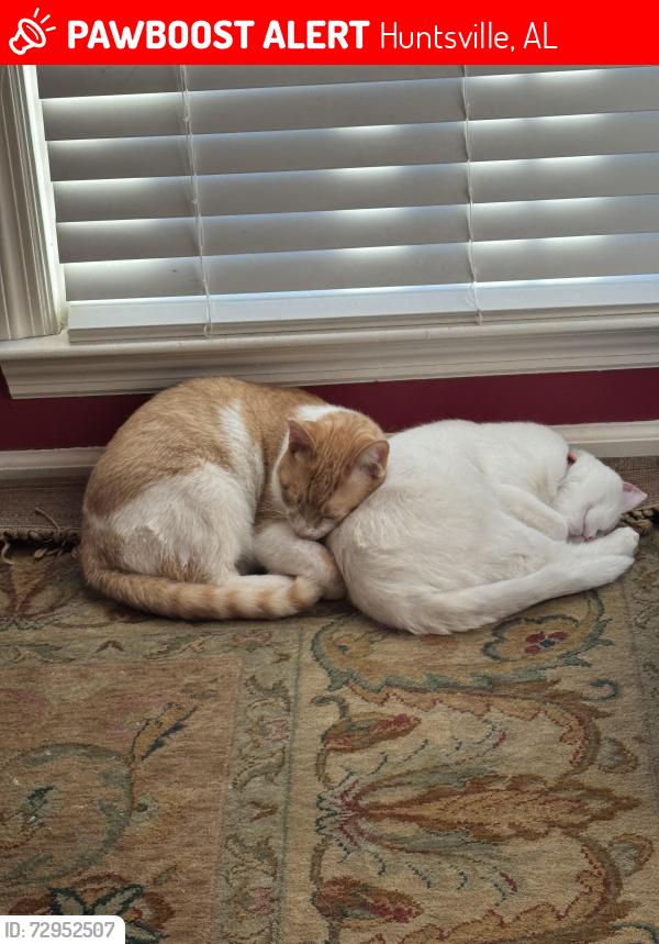 Lost Male Cat last seen Chaney Thompson , Huntsville, AL 35803
