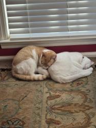 Lost Male Cat last seen Chaney Thompson , Huntsville, AL 35803