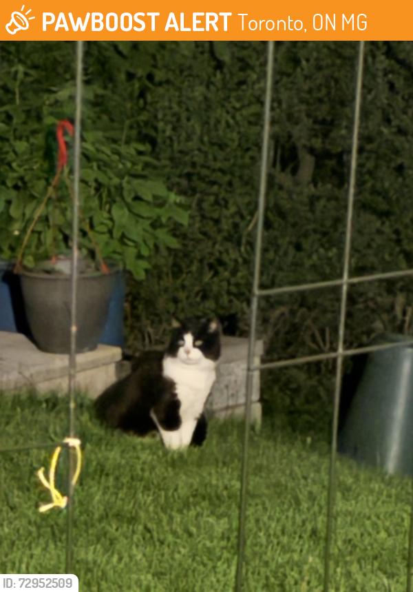 Found/Stray Unknown Cat last seen Ravine behind George B Little Public School, Toronto, ON M1G