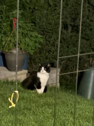 Found/Stray Unknown Cat last seen Ravine behind George B Little Public School , Toronto, ON M1G