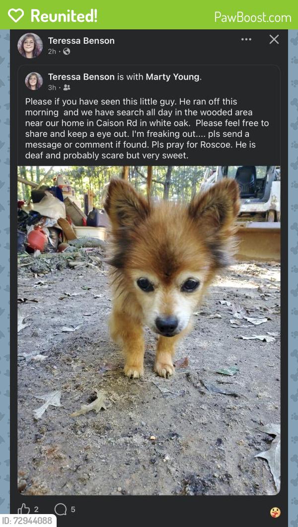 Reunited Male Dog last seen Behind 306 Hollywood farm road Fredericksburg Va 22405 area. , Stafford County, VA 22406