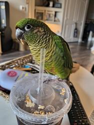 Lost Female Bird last seen High in the trees she doesn't have much experience flying down , Chesapeake, VA 23320