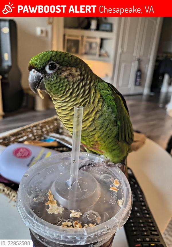 Lost Female Bird last seen High in the trees she doesn't have much experience flying down , Chesapeake, VA 23320