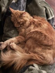 Reunited Male Cat last seen South campus NAU , Flagstaff, AZ 86011