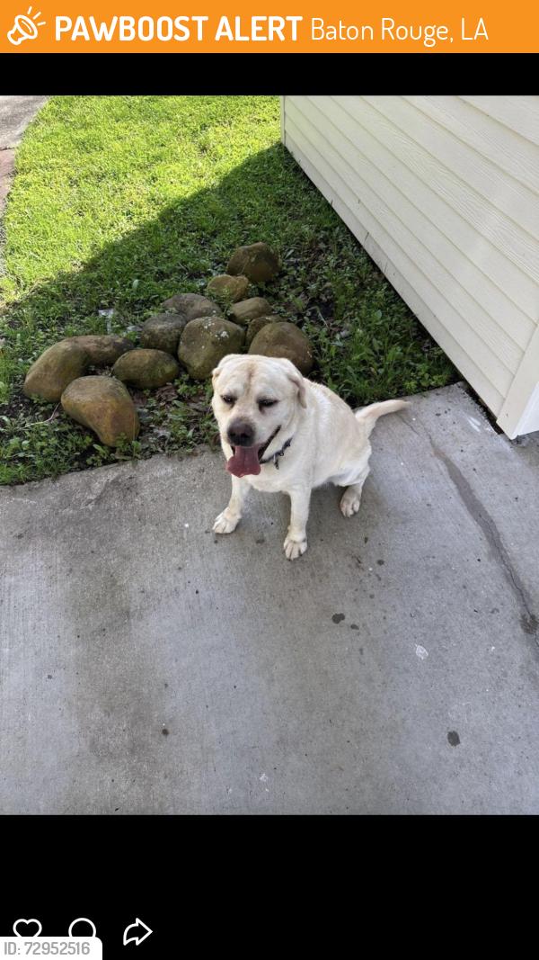 Found/Stray Male Dog last seen Springlake drive, Baton Rouge, LA 70810