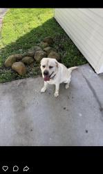 Found/Stray Male Dog last seen Springlake drive, Baton Rouge, LA 70810