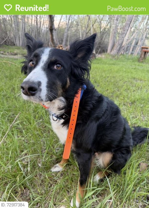 Reunited Female Dog last seen Sourdough ridge rd, Bozeman, MT 59715