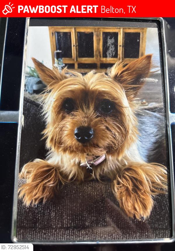 Lost Female Dog last seen Near or 14 Belton, Belton, TX 76513