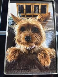 Lost Female Dog last seen Near or 14 Belton, Belton, TX 76513
