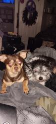 Lost Male Dog last seen oneida st , Saint Paul, MN 55130