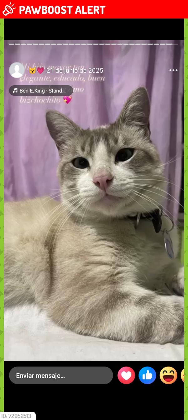 Lost Male Cat last seen Calle norte 14 y poniente 16, Valle de Chalco Solidaridad, Méx. 