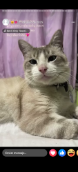 Lost Male Cat last seen Calle norte 14 y poniente 16, Valle de Chalco Solidaridad, Méx. 