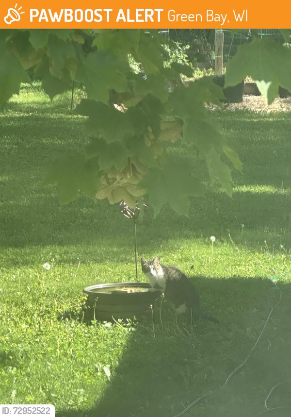 Found/Stray Female Cat last seen Near E Mission Rd, Green Bay, WI, 54301, Green Bay, WI 54301
