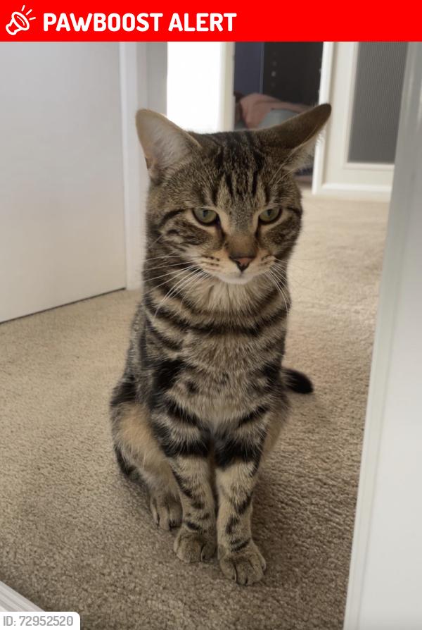Lost Male Cat last seen holland way caroline springs, Caroline Springs, VIC 3023