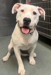 Shelter Stray Female Dog last seen Hedingham Boulevard, RALEIGH, NC, 27610, Raleigh, NC 27610
