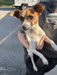 Shelter Stray Male Dog last seen Bermuda Avenue, CHESTER, VA, 23836, Chesterfield, VA 23832