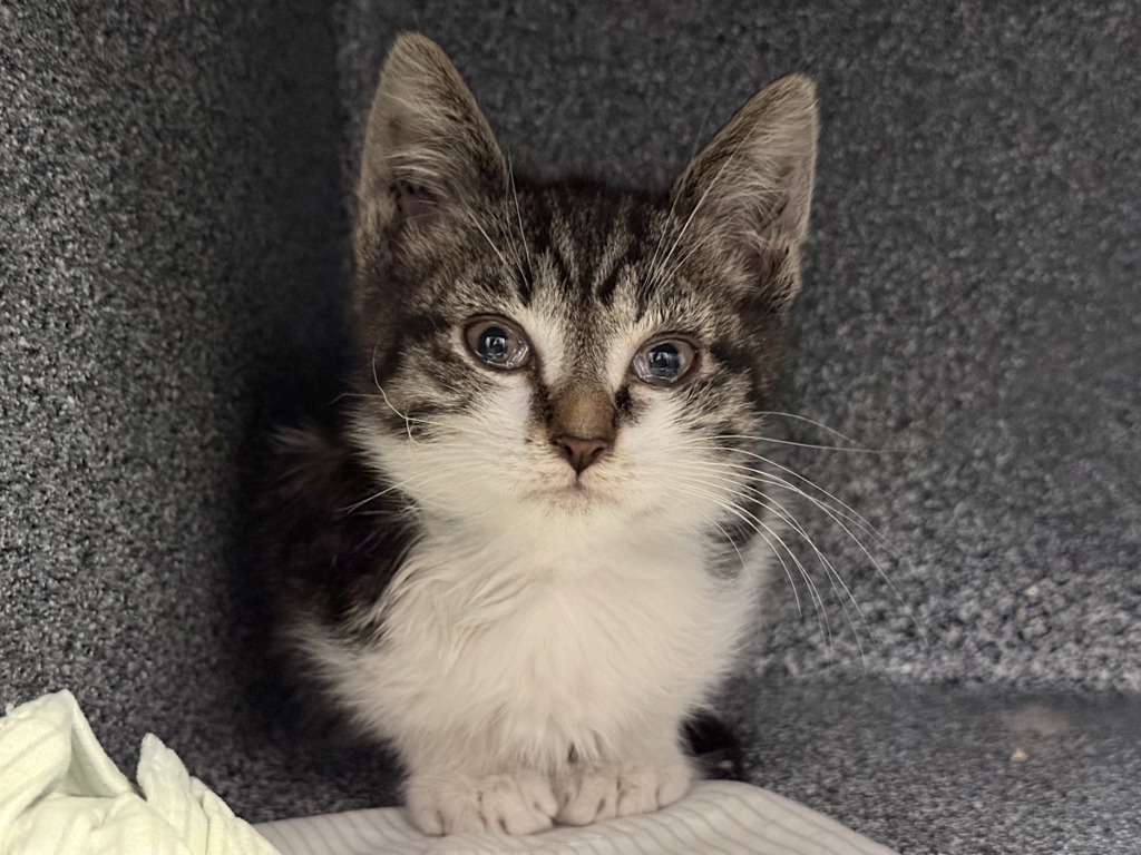 Shelter Stray Male Cat last seen E 163rd Street, BRONX, NY, 10451, New York, NY 10029