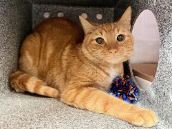 Shelter Stray Male Cat last seen found in basement at 1956 Crotona Parkway, BRONX, NY, 10460, New York, NY 10029