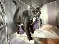 Shelter Stray Male Cat last seen Apt 5c,562 W 186th Street, NEW YORK, NY, 10034, New York, NY 10029
