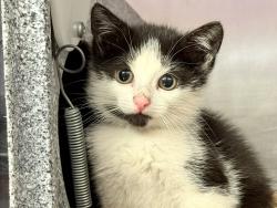 Shelter Stray Male Cat last seen 36th Street, ASTORIA, NY, 11105, New York, NY 10029