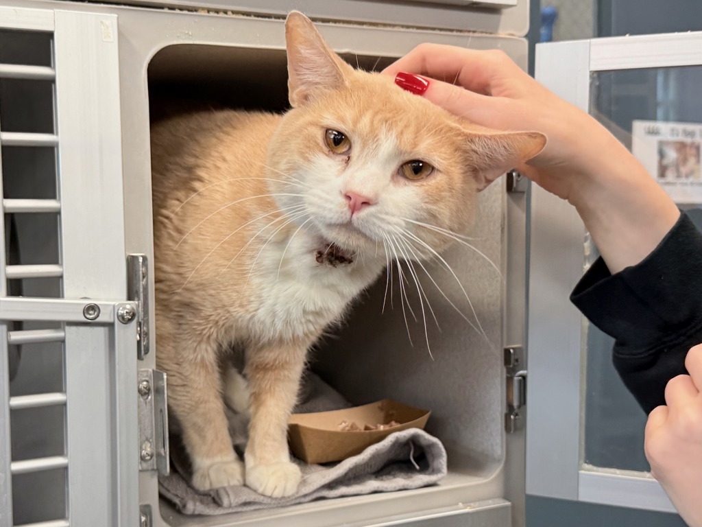 Shelter Stray Male Cat last seen Near Morris Avenue, BRONX, NY, 10451, New York, NY 10029