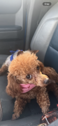 Lost Female Dog last seen S harrells ferry & O’Neal , Baton Rouge, LA 70816