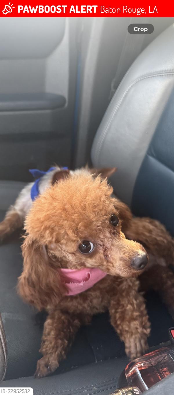 Lost Female Dog last seen S harrells ferry & O’Neal , Baton Rouge, LA 70816