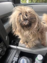 Found/Stray Unknown Dog last seen McAfee rd , Candler-McAfee, GA 30032