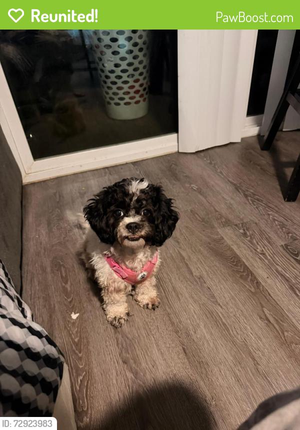 Reunited Female Dog last seen Oak highland Antioch dr, Nashville, TN 37013
