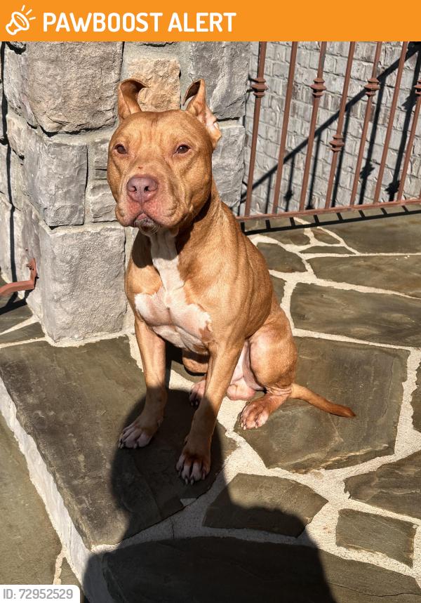 Found/Stray Male Dog last seen New McElhaney Rd, Travelers Rest, SC 29690, Greenville County, SC 29690