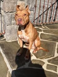 Found/Stray Male Dog last seen New McElhaney Rd, Travelers Rest, SC 29690, Greenville County, SC 29690