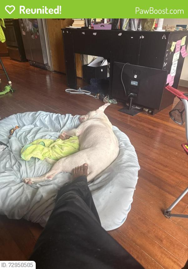 Reunited Female Dog last seen West end Marta station, Atlanta, GA 30310
