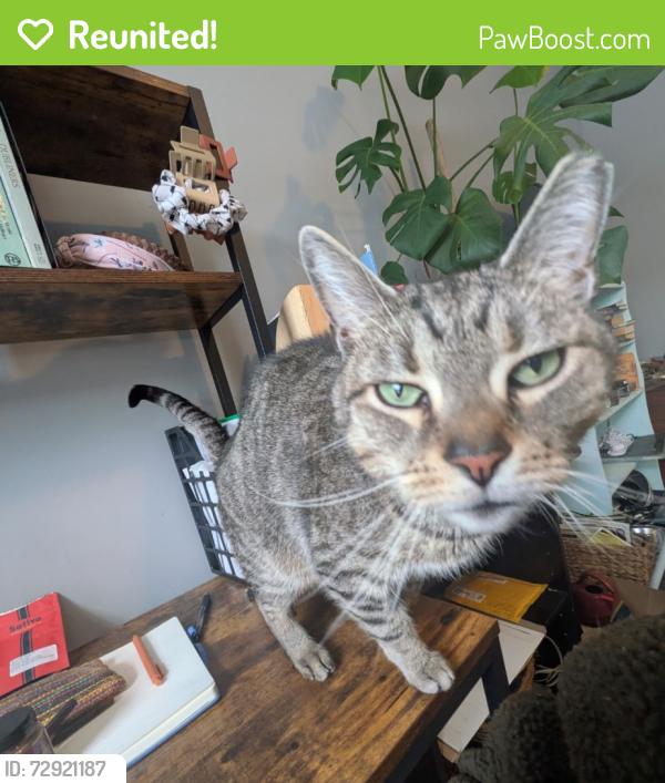 Reunited Female Cat last seen 44th and Aspen, Philadelphia, PA 19104