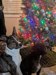 Lost Female Dog last seen 55th and S Broadway , Wichita, KS 67217