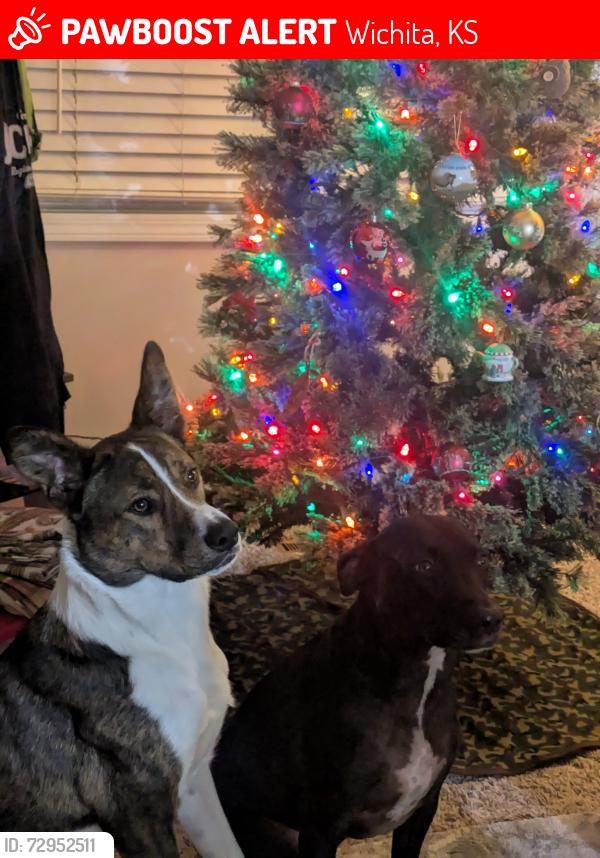 Lost Female Dog last seen 55th and S Broadway , Wichita, KS 67217